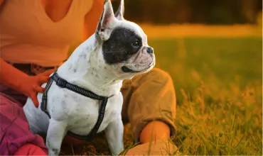 Perro blanco sentado en el césped junto a una persona.